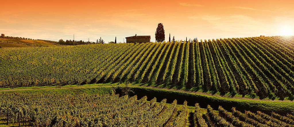 Vue panoramique des vignobles de Bordeaux, symbolisant l’héritage viticole et son lien avec le design graphique.
